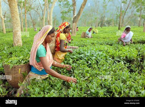 Wallpaper Beautiful Assam Tea Garden - Beautiful assam tea leaves from ...