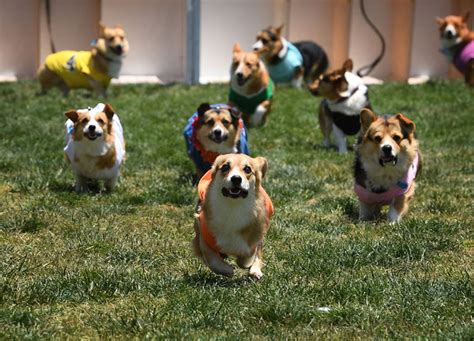 Corgi Dog Races