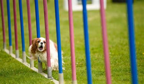 Training Cavalier King Charles Spaniels - Easy Spaniel Training