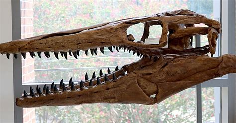 Louisville Fossils and Beyond: Tylosaurus proriger Mosasaur Fossil