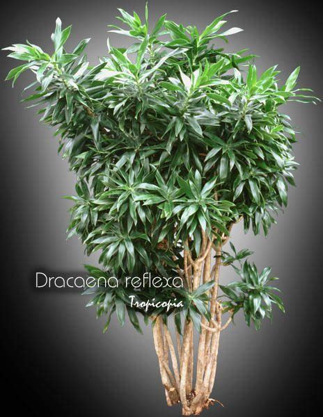 Dracaena reflexa - Wasatch Greenscapes