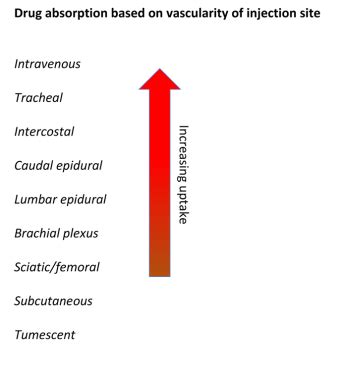 Anesthesia After Effects The Mind