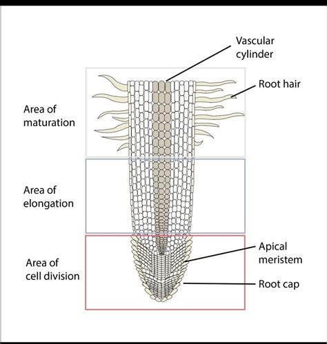 Root Diagram Labeled