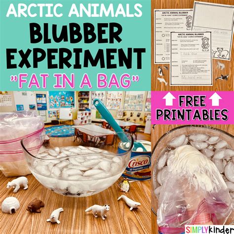 Arctic Animals Blubber Experiment - Simply Kinder