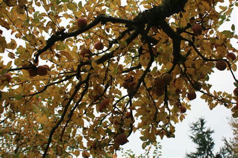 Food Forest Beginnings and Fall Tasks in the Orchard – Barbolian Fields