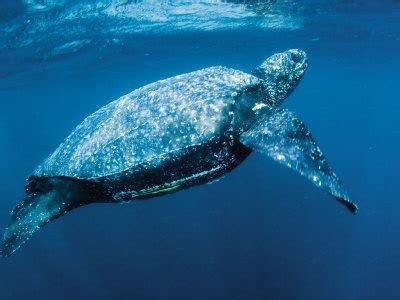 Leatherback Turtle: Facts, Characteristics, Habitat and More | Animal Place