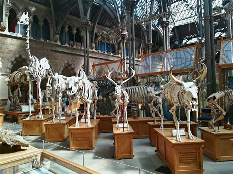 Oxford University Museum of Natural History | Oxford, England ...