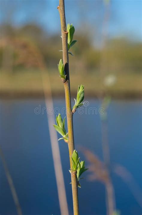 Goat Willow Tree