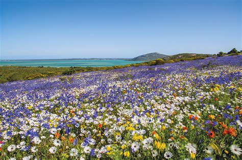 Book: 2022 Flower Tour by GOING WEST - West Coast Way