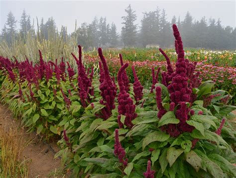 Amaranth 'Elephant's Head' | Uprising Seeds