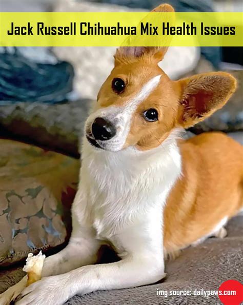 Jack Russell Chihuahua Mix Health Issues | PETSIDI