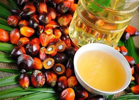 Palm Kernel Oil (PKO) Suppliers In Nigeria: Sellers, Exporters & Buyers