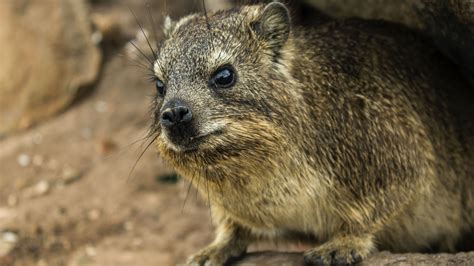 Rock Hyrax Fact Sheet | Blog | Nature | PBS