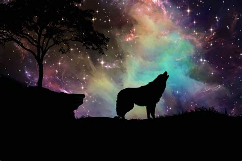 wolf wallpapers, photos and desktop backgrounds up to 8K [7680x4320 ...