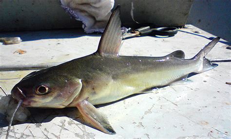 Amilton e Diego - Dicas De Pesca: Bagre do Mar / Sea Catfish (Bagre ...