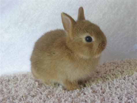 Baby Netherland Dwarf Cinnamon (chocolate chestnut) | USA Rabbit Breeders