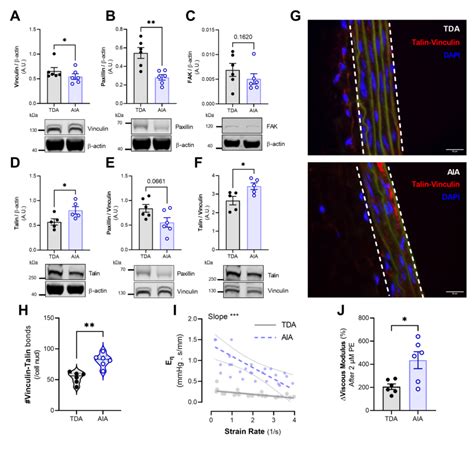 Composition of focal adhesion proteins along the thoracic and abdominal ...