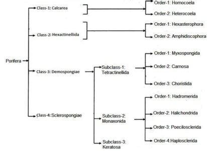 Porifera : Characteristics and Classification | Biology Edu Care