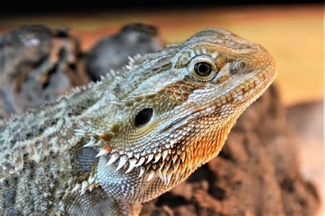 All about Bearded Dragon (Species Profile, Characteristics and Cares) - Enjoy The Pets