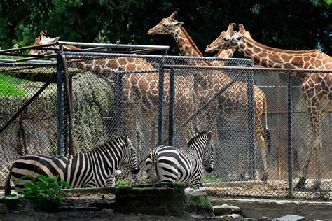 Zoológico De Chapultepec - guía turística detallada - Tips Para Tu Viaje