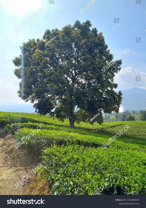 View Wayang Windu Geothermal Power Planttea Stock Photo 2185005875 | Shutterstock