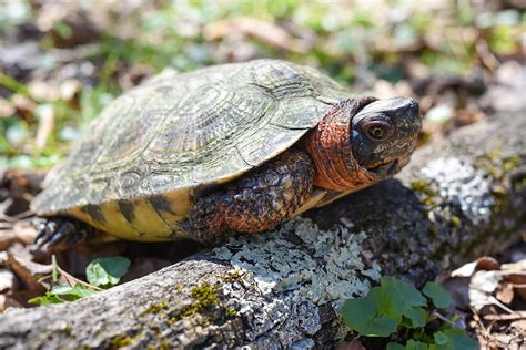 Do Wood Turtles Live Alone?