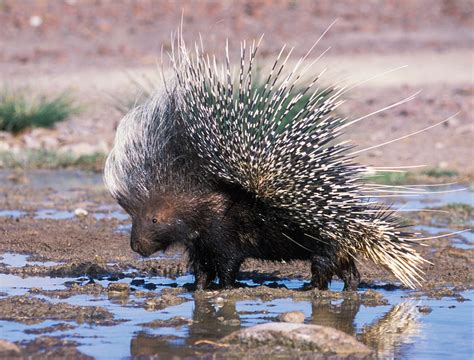 The Porcupine | Wild African Animal | The Wildlife