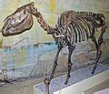 Category:Equus fossils - Wikimedia Commons