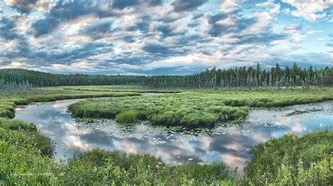 Spruce Bog, Algonquin Park – Your Connection to Wildlife