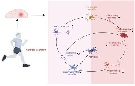 Frontiers | Aerobic exercise, an effective prevention and treatment for ...