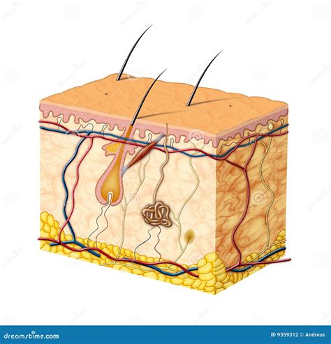 Skin Anatomy Stock Image | CartoonDealer.com #40964071