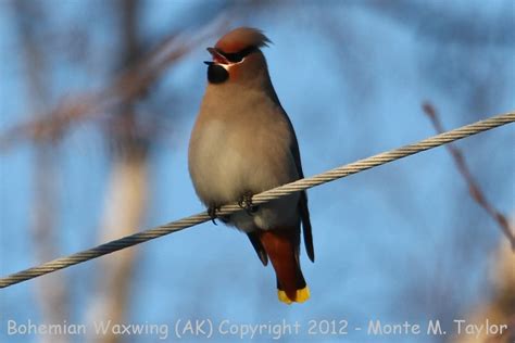 Bohemian Waxwing