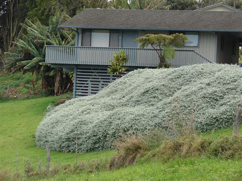 Helichrysum petiolare liquorice plant - silver foliage - trim to mounds | Bountiful garden ...