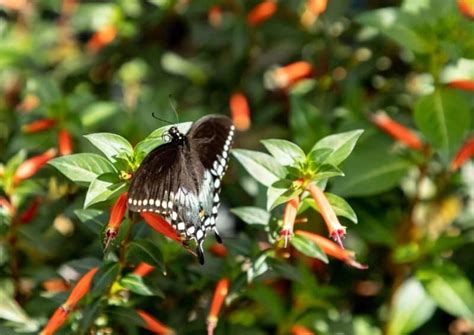 18 Vibrant Nectar Plants for Attracting Butterflies