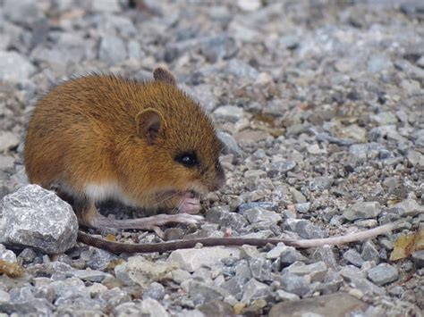 Toronto Wildlife - More Woodland Jumping Mice