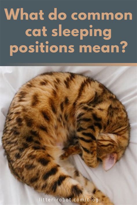 What Do Common Cat Sleeping Positions Mean?