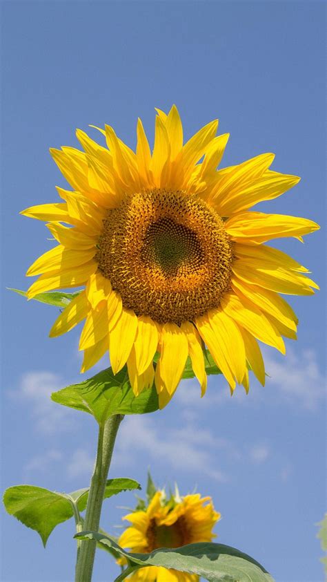 Sunflower iPhone Wallpapers - Top Free Sunflower iPhone Backgrounds ...