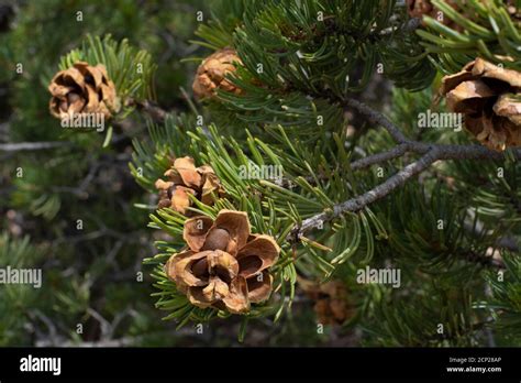 Pinon pinyon tree hi-res stock photography and images - Alamy