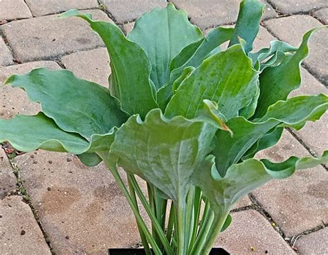 Hostas by Type | Sun Tolerant, Slug Resistant, Fragrant, Ground Cover ...