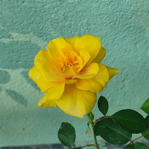 Real Yellow Rose Flower, Scientific Name Rosa Queen Elizabeth Stock ...