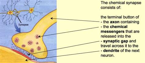 The Anatomy Of A Synapse Answer Key