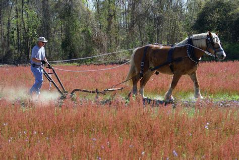 Horse Plowing The Field Photograph by Danny Jones