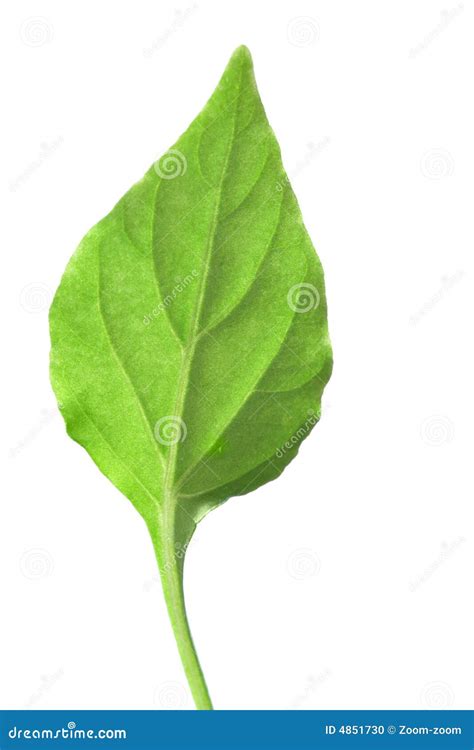 Single Green Leaf Stock Photo - Image: 4851730