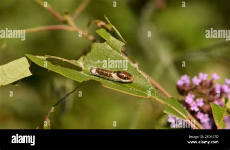 Spicebush swallowtail caterpillar Stock Videos & Footage - HD and 4K ...