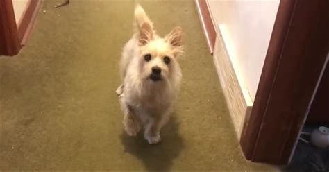 Dog With ‘Hurt’ Leg Instantly Recovers When It’s Time For A Walk - Cute ...