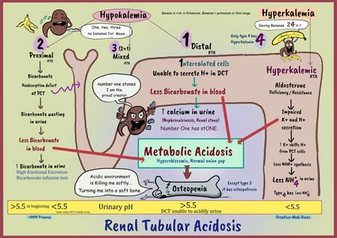 Renal Tubular Acidosis: types and pathology - Creative Med Doses