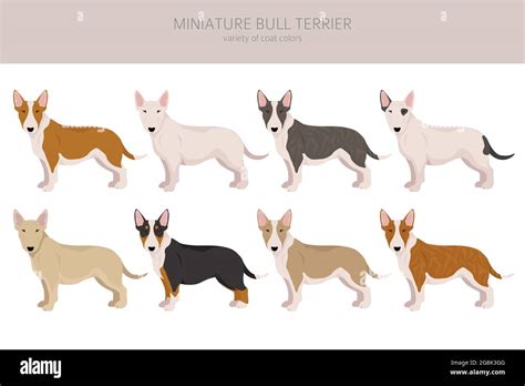 Miniature english bull terrier Stock Vector Images - Alamy