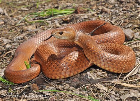 Eastern Brown Snake (Pseudonaja textilis) | Brigalow region,… | Matt Summerville | Flickr