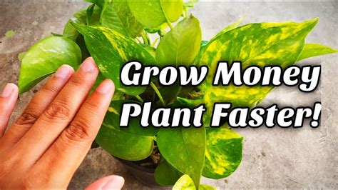 How To Grow Money Plant Faster ? | WITH UPDATES | Grow Money Plants Fast And Bushy | Whimsy ...