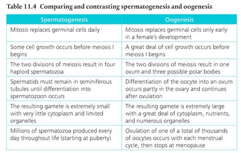 Spermatogenesis And Oogenesis Differences